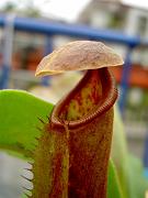 Nepenthes izumiae x truncata 1